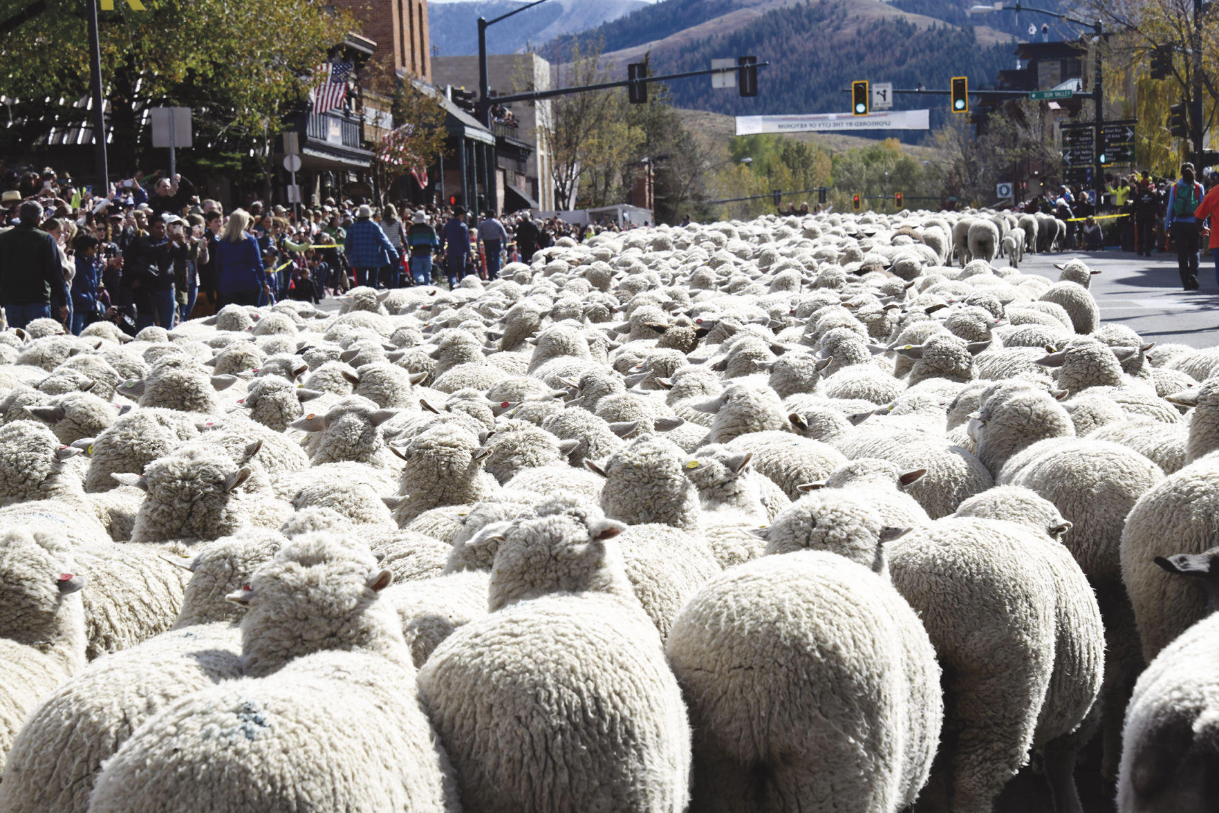 19-10-16 Sheep Parade 17 Roland.jpg